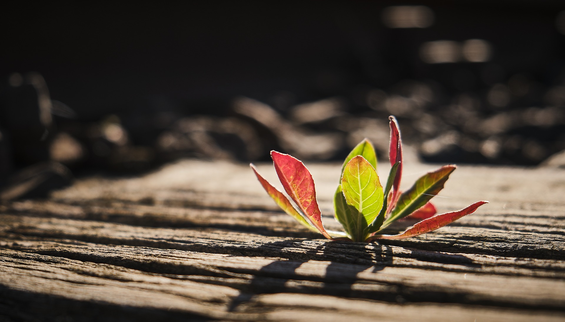 Die Scheu und der Zauber des Anfangs