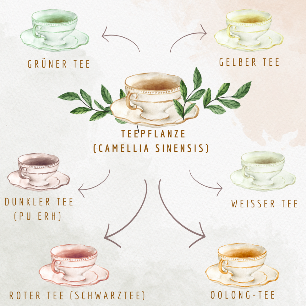 Camellia sinensis - die Teepflanze