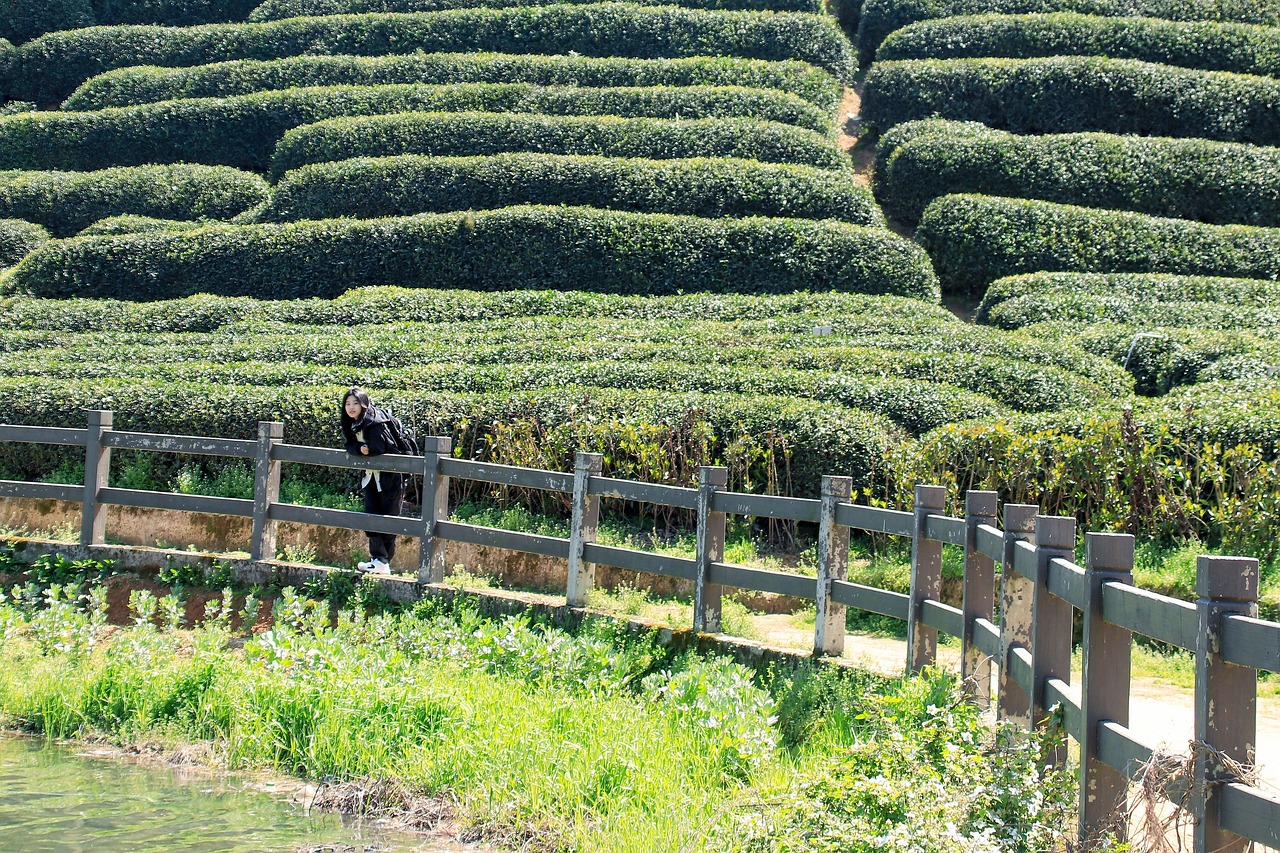 Teepflanze, Teegarten